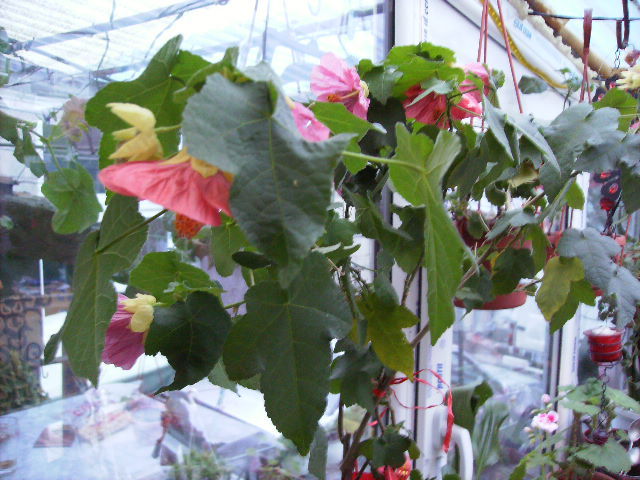 abutilon roz - 17 aprilie Floriile 2011