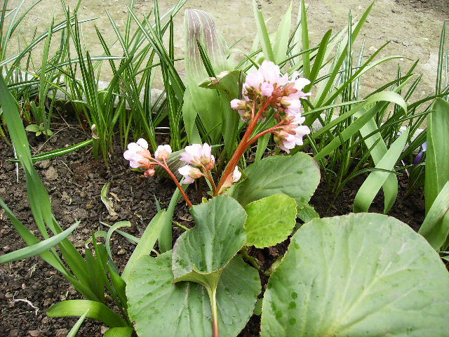 saxifraga - 17 aprilie Floriile 2011