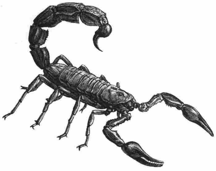 scorpion - zodia mea scoprion