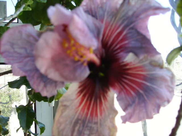 Hibiscus 2 - 17 aprilie Floriile 2011