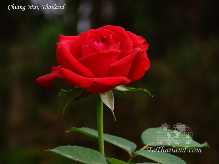 rose-desktop-wallpaper - Poze