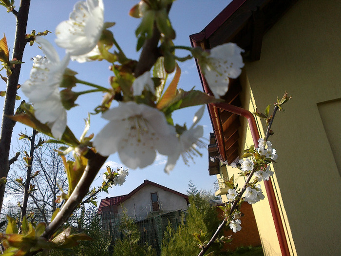 floare de cires