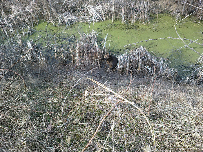 Mara la scaldat in canalul de irigat :)) - Viata la tara primavara