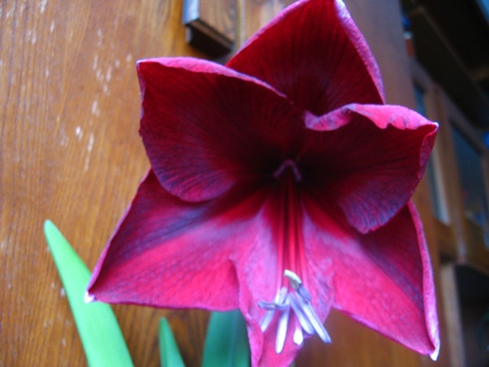 Red Pearl - Hippeastrum