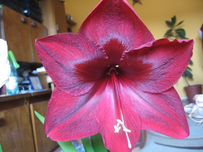Red Pearl - Hippeastrum