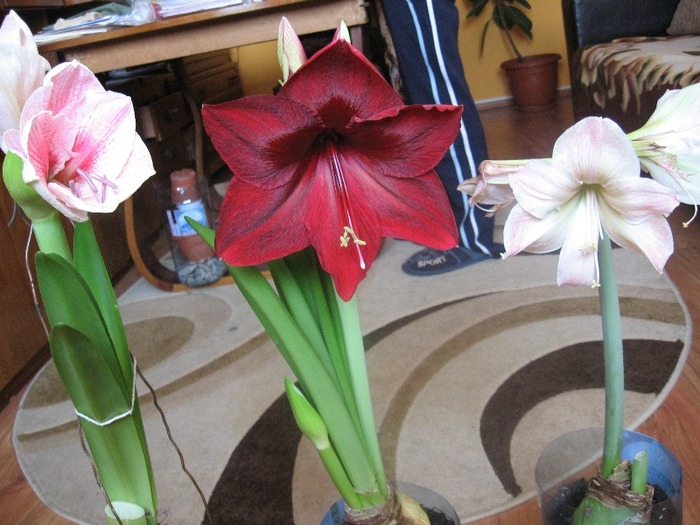 Novella, Red Pearl, Exotica