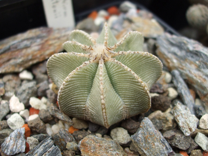 Aztekium hintonii