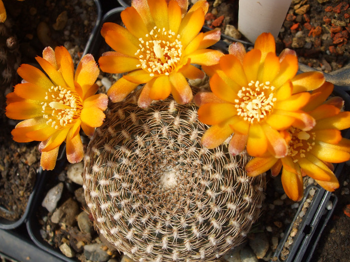 Sulcorebutia arenaceea