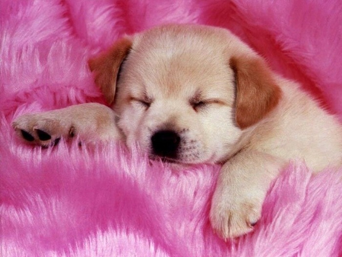 sweety dog and pink color