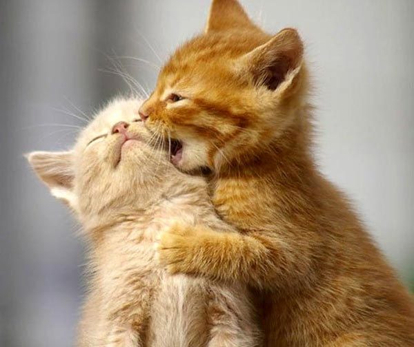 Sweet-Couples-Lovely-Animal-Pictures - Xx Animals