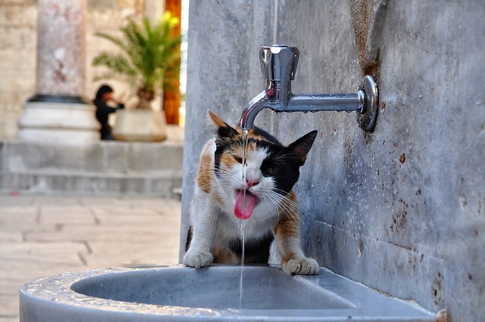 thirsty_cat_by_holyrage-d3bdsgq - Xx Animals