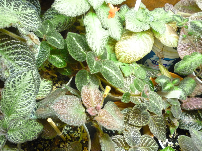 In grup - episcia