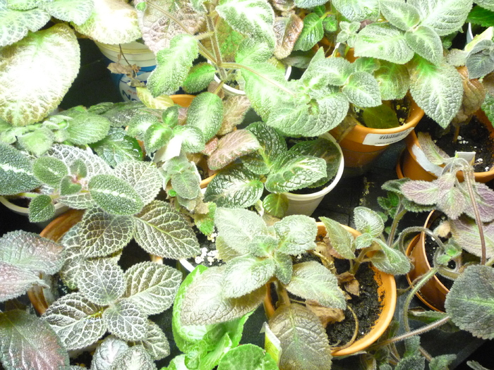 In grup - episcia