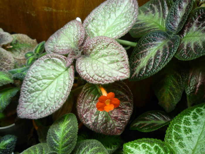 Sea Foam_5-04-2011 - episcia