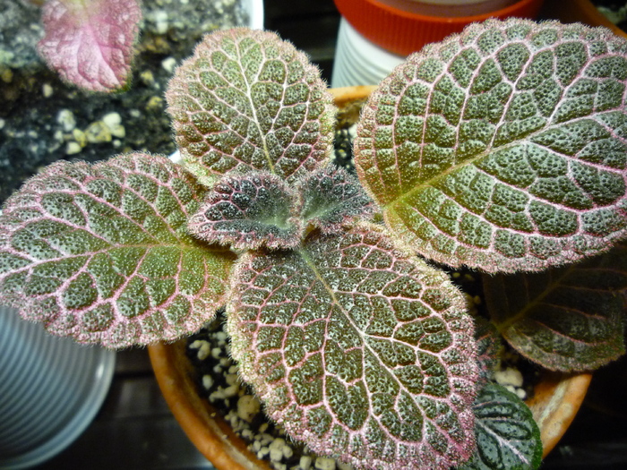 P1020221 - episcia