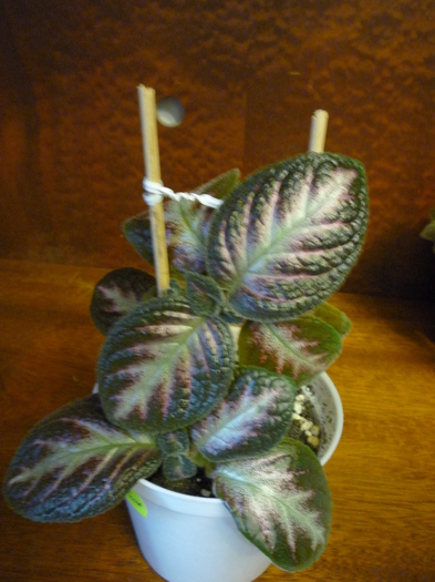 P1020645 - episcia