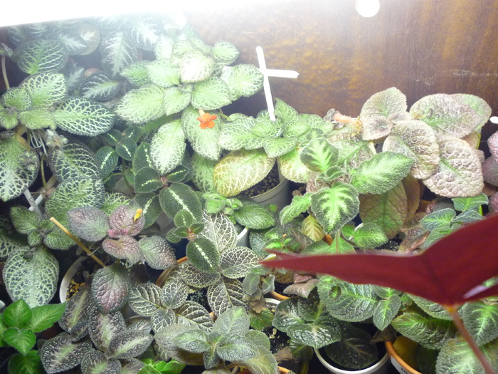 P1050042 - episcia