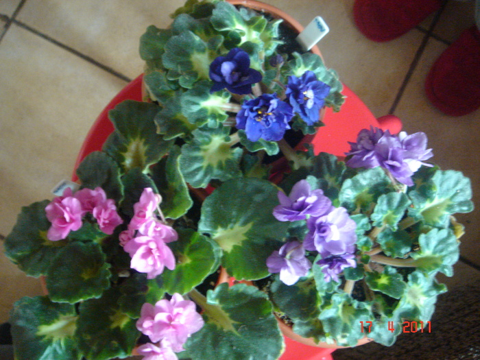 DSC06224 - violete