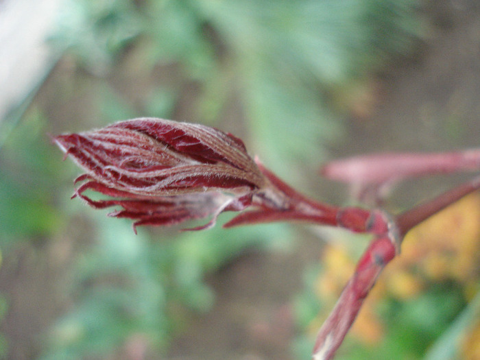 Acer palmatum Bloodgood (2011, Apr.16) - Acer palmatum Bloodgood