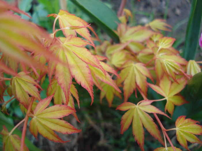 Acer palmatum Katsura (2011, April 17)