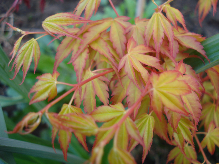 Acer palmatum Katsura (2011, April 17) - Acer palmatum Katsura