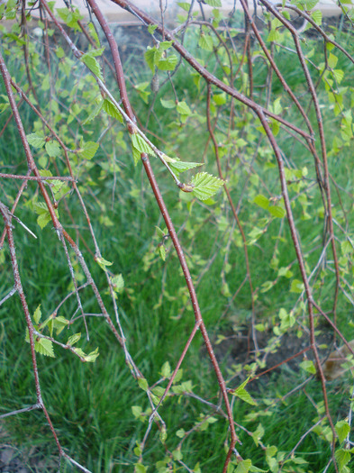 Young's Weeping Birch (2011, Apr.17) - Betula pendula Youngii