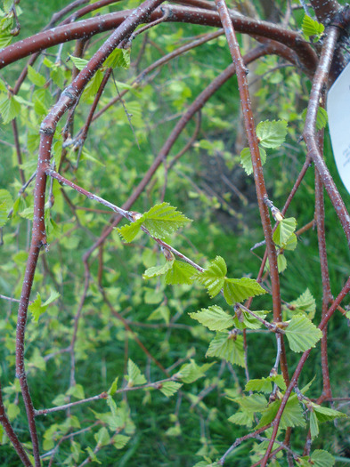 Young's Weeping Birch (2011, Apr.17) - Betula pendula Youngii
