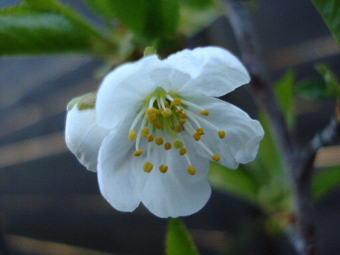 Sour Cherry Blossom (2011, April 17) - Sour Cherry Tree_Visin