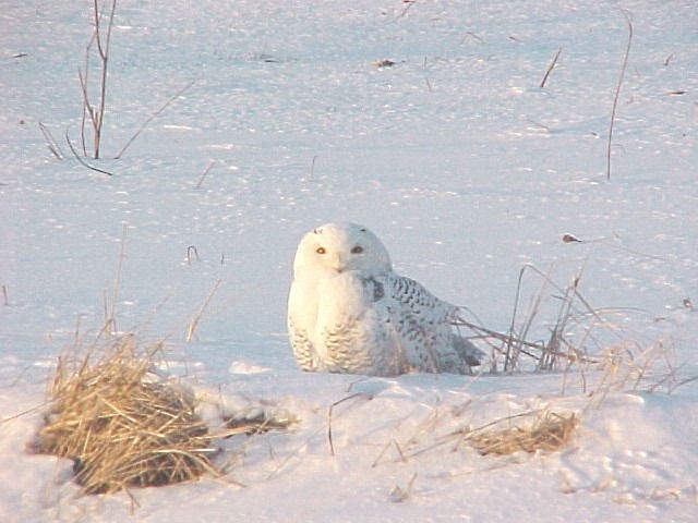 kitzlerowl[1] - bufnita polara