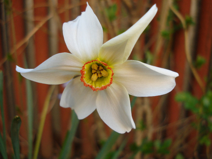 Narcissus Pheasants Eye (2009, April 18) - Narcissus Pheasants Eye