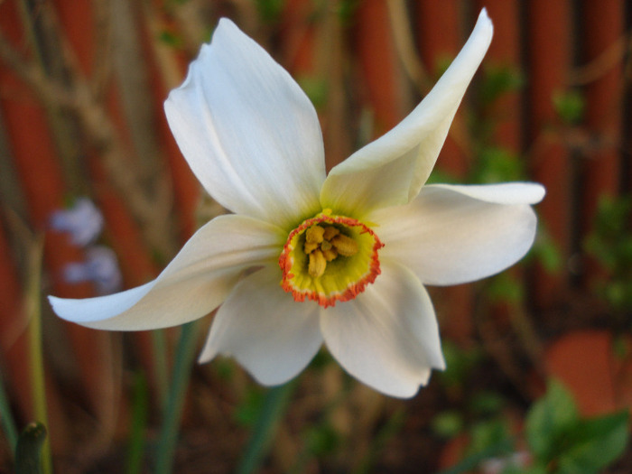 Daffodil Pheasants Eye (2011, April 17) - Narcissus Pheasants Eye