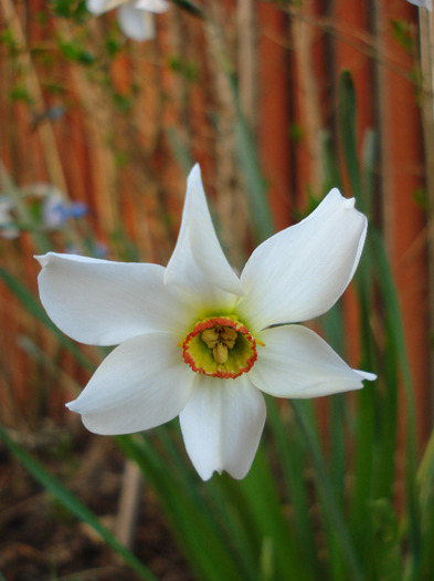 Daffodil Pheasants Eye (2011, April 17) - Narcissus Pheasants Eye