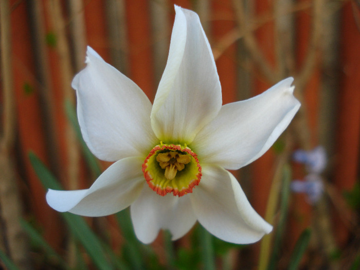 Daffodil Pheasants Eye (2011, April 17) - Narcissus Pheasants Eye