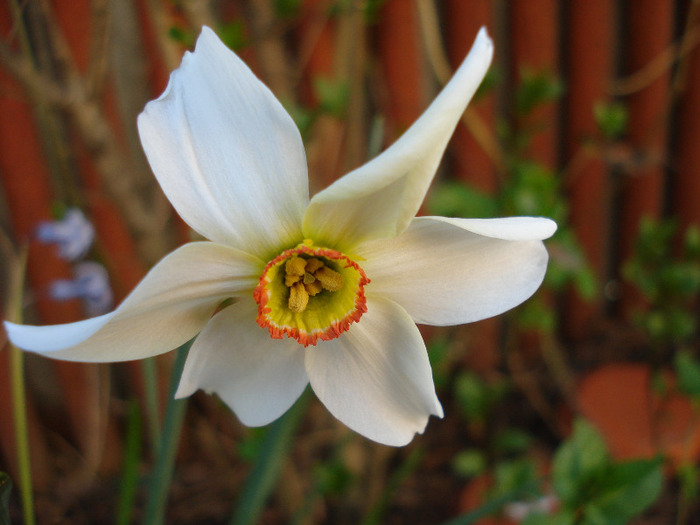 Daffodil Pheasants Eye (2011, April 17) - Narcissus Pheasants Eye