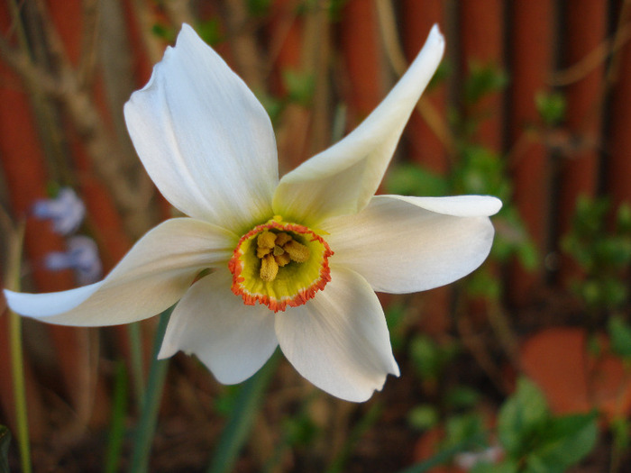 Daffodil Pheasants Eye (2011, April 17)