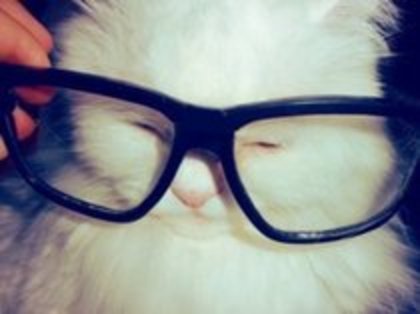 pisica cu ochelari