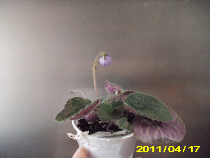 Picture 006 - violete