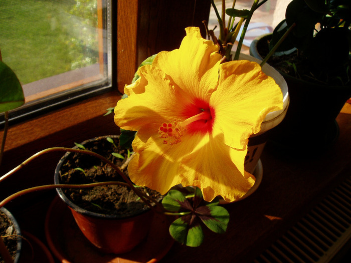 P1010092 - flori 2011