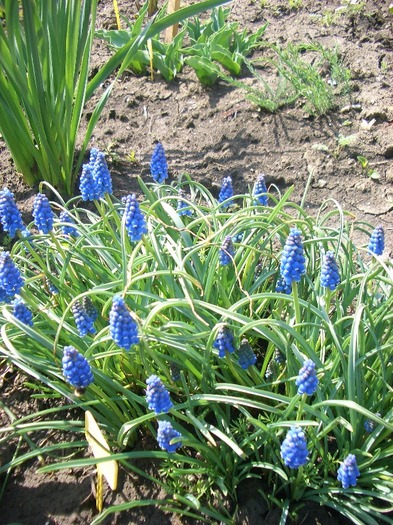 muscari2