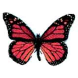 fluture rooz - poze cu fluturi