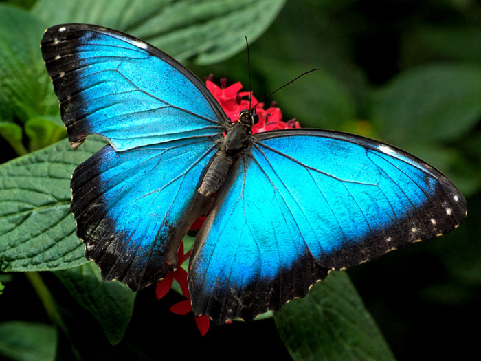 fluture albastru