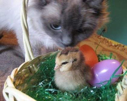 cat-and-pui - easter