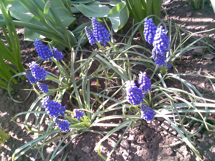 muscari