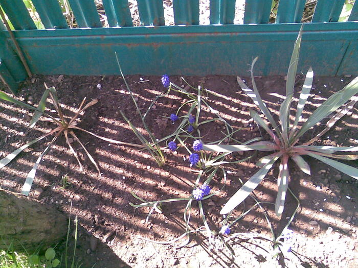2 yucca de gradina de la Anytta