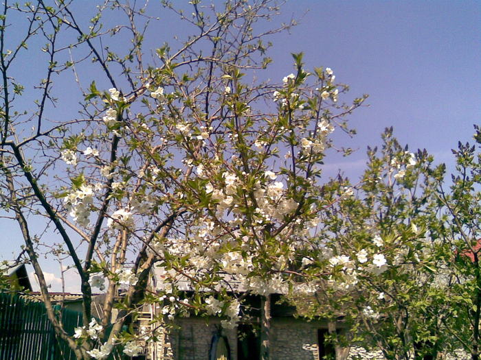 cires inflorit