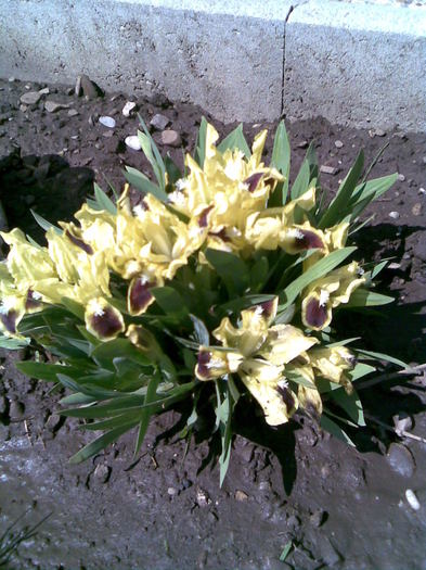 iris reticulata