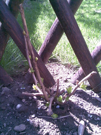 hortensie