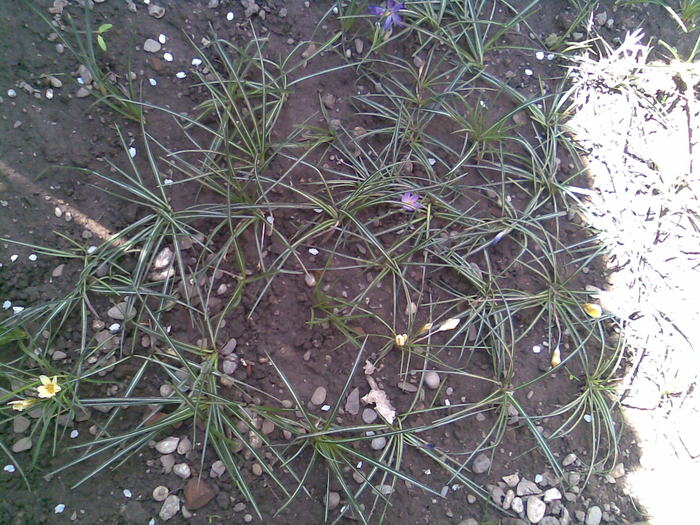 aici au fost crocusii