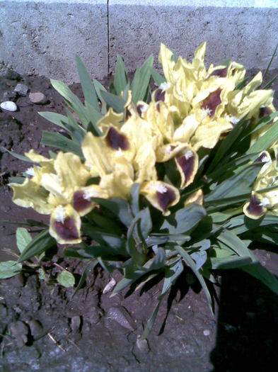 irisi pitici