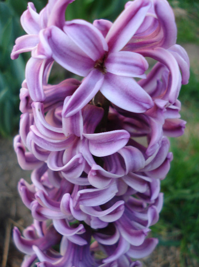 Hyacinth Splendid Cornelia (2011, Apr.17)